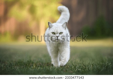silver shaded british shorthair cat walking on grass in summer Royalty-Free Stock Photo #2333477143