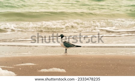 Bird Sitting at Clearwater Beach