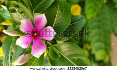 Madagascar periwinkle, Vinca,Old maid, Cayenne jasmine, Rose periwinkle, Pink flower nature background. Space for text, screen saver