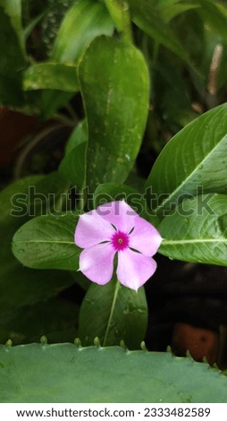 Madagascar periwinkle, Vinca,Old maid, Cayenne jasmine, Rose periwinkle, Pink flower nature background. Space for text, screen saver