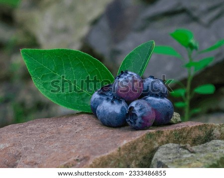 The northern highbush blueberry on the stone Royalty-Free Stock Photo #2333486855