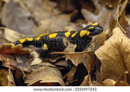 Fire Salamander in leaves. The fire salamander (Salamandra salamandra) is a common species of salamander found in Europe.