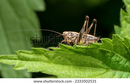 Sideways macro shot of a dark bush-cricket on a stinging nettle leaf Royalty-Free Stock Photo #2333502531