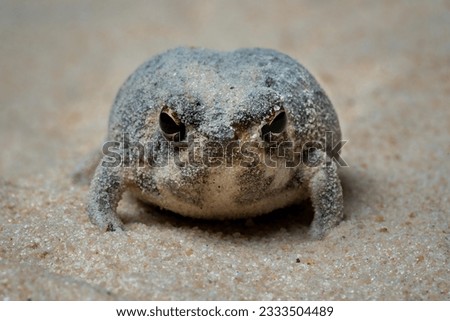 The Desert Rain Frog, Web-footed Rain Frog, or Boulenger's Short-headed Frog (Breviceps macrops) is a species of frog in the family Brevicipitidae. It is found in Namibia and South Africa. Royalty-Free Stock Photo #2333504489