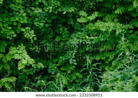 Deciduous forest in the middle of summer close-up