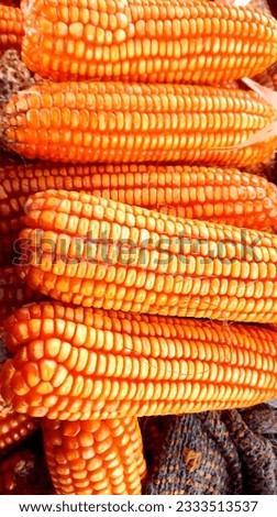 dry corn that is still intact is arranged in such a way as to be aesthetic