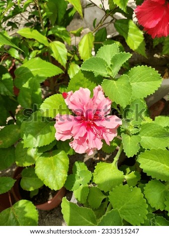 Hibiscus rosa-sinensis 'Dainty Pink'    nature Royalty-Free Stock Photo #2333515247