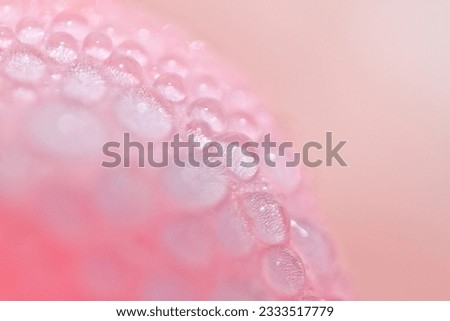 Dew on a pink rose (Rosa), macro, background image
