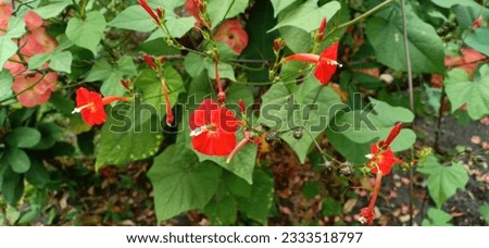 Ipomoea hederifolia, ivy-leaved morning glory is trumpet-shaped flowers, in shades of red to yellow white, bloom in clusters. It is a beautiful plant with stunning foliage and captivating blossoms. Royalty-Free Stock Photo #2333518797