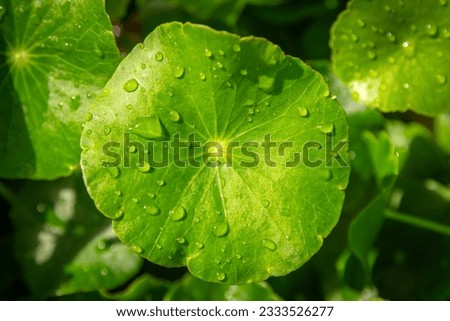 The water drop on the leaf of Gotu Kola, Centella Asiatica, Asiatic Pennywort, Hydrocotyle, Tiger Herbal, and Indian pennywort (Apiaceae, Umbelliferae) in the herb garden Royalty-Free Stock Photo #2333526277