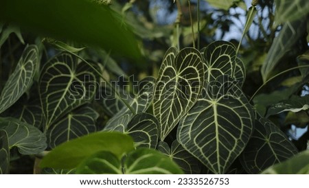 Anthurium Clari dark, beautiful heart shape leaves for banner Royalty-Free Stock Photo #2333526753