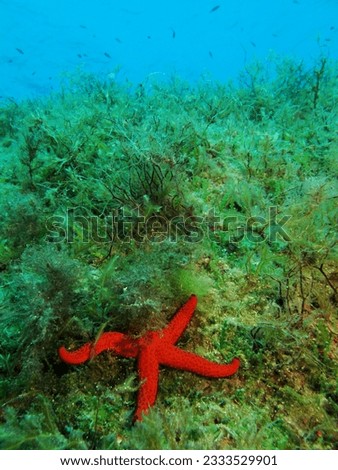 Red starfish, sea grass and small swimming fish, underwater photography from scuba diving. Marine life, travel picture. Wildlife in the ocean. Photo from underwater adventure.