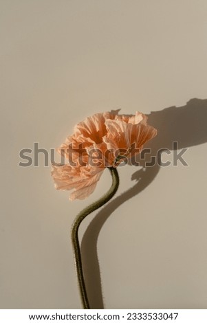 Peachy poppy flower with aesthetic sunlight shadows on pastel beige background. Minimal stylish still life floral composition