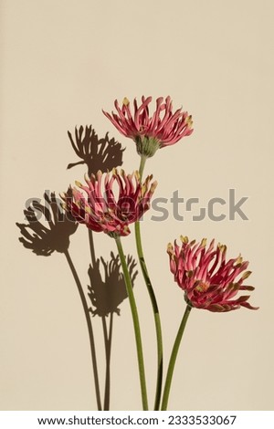 Pink gerber flowers bouquet with aesthetic sunlight shadow silhouette on neutral tan pastel background. Minimal stylish still life floral composition