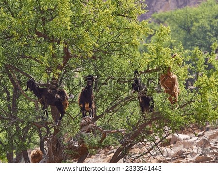 goats standing and climbing in a argan oil tree and feeding from the leaves in the dry and arid region of Morocco, the trees fruit is used to produce an oil, that is popular in the beauty industry.