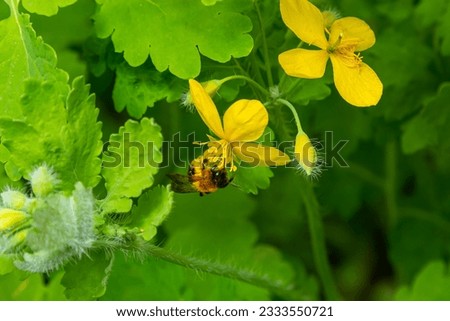Celandine. Chelidonium family Poppy taxonomic name of the genus published by the Swedish taxonomist Karl Linney in the first volume of the work Species plantarum.