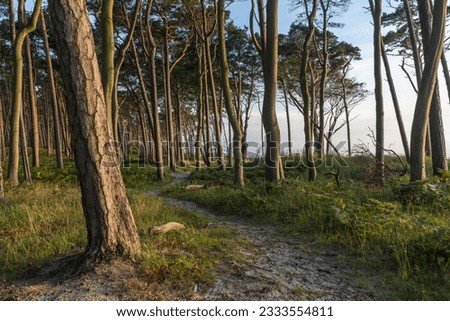 The Natural Beauty of Weststrand on the west coast of the Fischland-Darß-Zingst peninsula in Germany