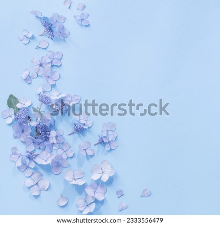 blue  hydrangea flowers on blue background