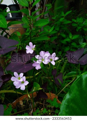 Photograph of purple flowers, bright green leaves