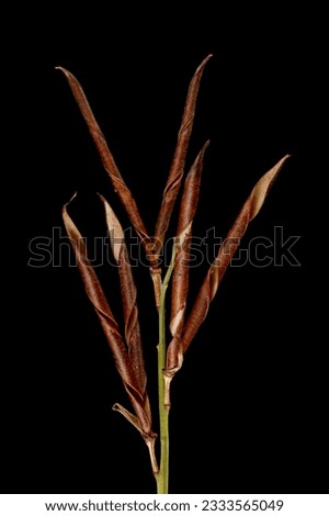 Spring Vetchling (Lathyrus vernus). Mature Infructescence Closeup Royalty-Free Stock Photo #2333565049