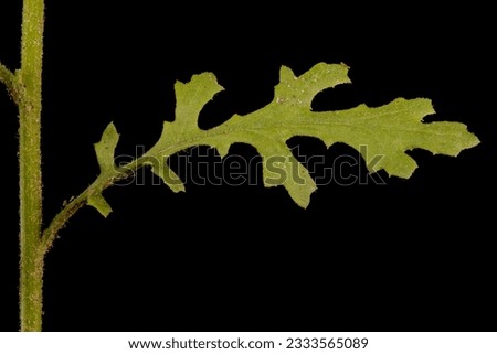 Groundsel (Senecio vulgaris). Lower Cauline Leaf Closeup Royalty-Free Stock Photo #2333565089