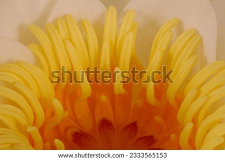 White Water-Lily (Nymphaea alba). Style and Stamens Closeup Royalty-Free Stock Photo #2333565153