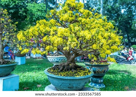 Apricot bonsai tree blooming with yellow flowering branches curving create unique beauty. This is a special wrong tree symbolizes luck, prosperity in spring Vietnam Lunar New Year 2023