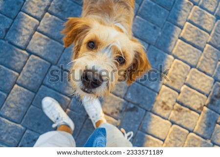 Cute stray dog at Kamari village promenade ,Santorini,Greece. While walking along the promenade early one morning I looked at my feet and saw this guy who looked at me so devotedly.September 8th 2013 Royalty-Free Stock Photo #2333571189