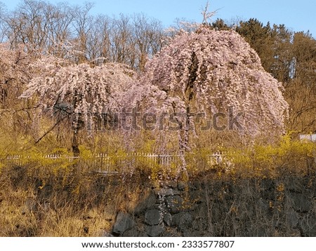 Spring in Uksugol, Suseong-gu, Daegu