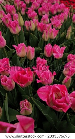 Bright photo showing the beauty of Crown of Dynasty tulips. Delicate petals from cream to pink color create a stunning look. A true spectacle of nature's mastery. Royalty-Free Stock Photo #2333596695
