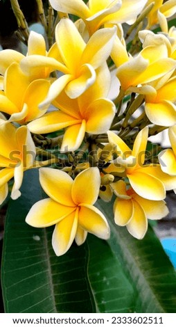 a collection of very beautiful yellow frangipani flowers, elegantly alluring