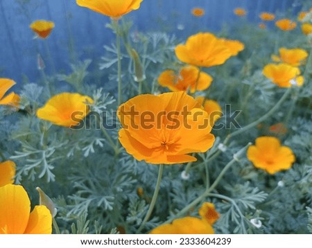 Eschscholzia californica, the California poppy, golden California , California sunlight or cup of gold, is a species of flowering plant in the family Papaveraceae Royalty-Free Stock Photo #2333604239