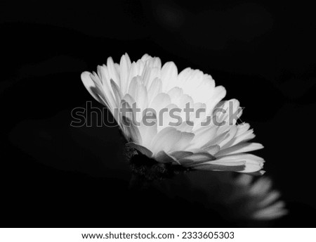 Black and white marigold flower.