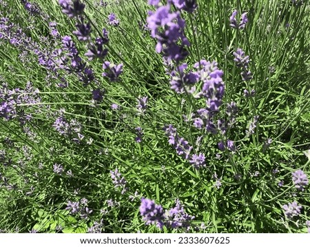 
bright purple lavender top view