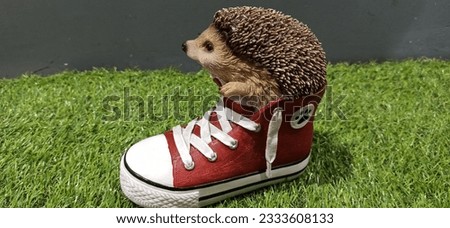photo of a hedgehog in red shoes