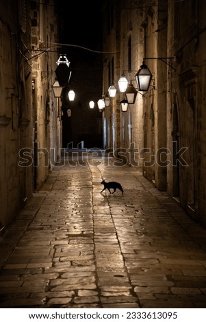 Black cat running across the road in old town of Dubrovnik at night