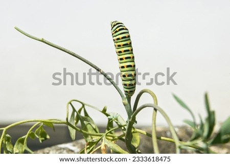 Caterpillar climbing on a stem, against a white background               