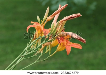 pretty bouquet of orange daylily