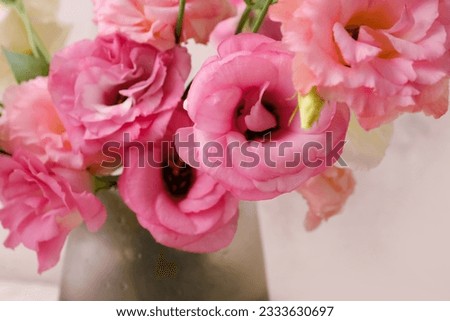 Beautiful pink eustoma flowers, closeup