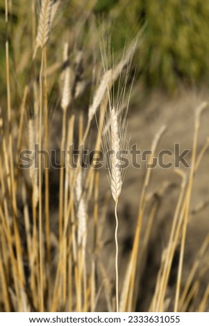 Einkorn wheat - Latin name - Triticum monococcum Royalty-Free Stock Photo #2333631055