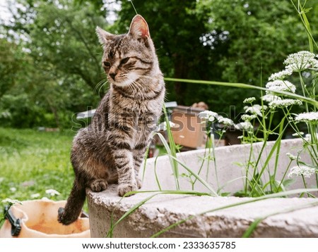 Portrait of slim young tubby cat. Rural country side background. Pet living on a farm or ranch. Selective focus. Royalty-Free Stock Photo #2333635785
