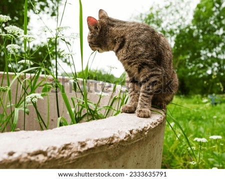 Cute small tubby cat eating tall grass. Rural farm or ranch background. Animal living in a country side. Selective focus. Consumption of natural vitamins. Royalty-Free Stock Photo #2333635791
