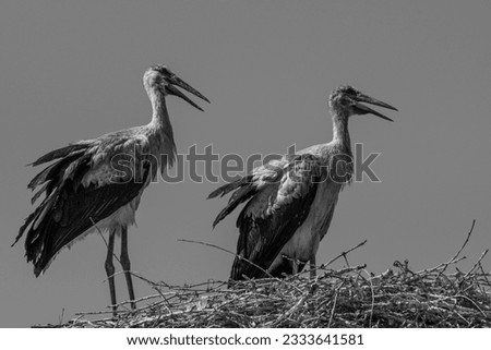 Isolated close up of nesting stork birds in black and white in the stork village- Armenia