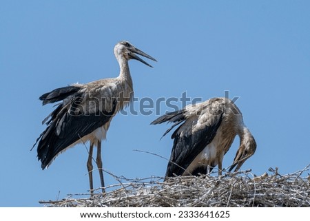 Isolated close up of nesting stork birds in the stork village- Armenia