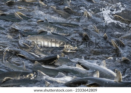 Wild salmon spawning in Alaska in summer Royalty-Free Stock Photo #2333642809