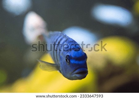 beautiful fish with stripes looking at photographer