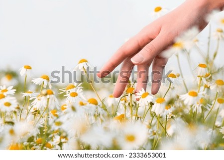 female hand touching daisies in the field, close-up Royalty-Free Stock Photo #2333653001