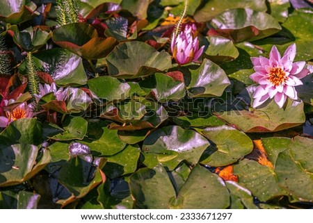 Lilies in the pond are the most beautiful flowers.