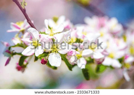 appletree blossom branch in the garden in spring
 Royalty-Free Stock Photo #2333671333