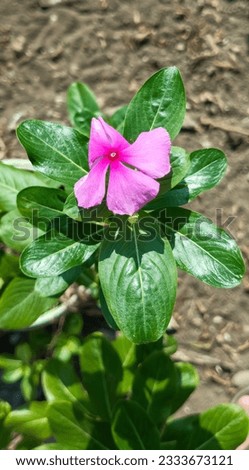 Madagascar Periwinkle Plant, taken from a close-up angle and close range